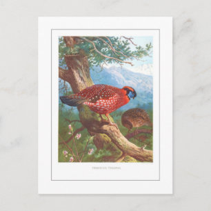 Temminck's Tragopan Postcard