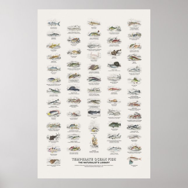 Temperate Ocean Fish - Naturalist's Library Poster (Front)