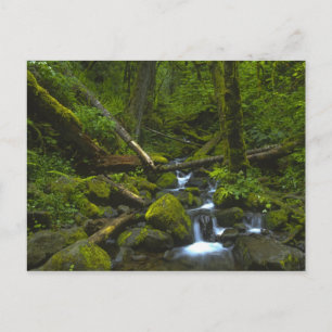 Temperate Rainforest Stream in Columbia River Postcard