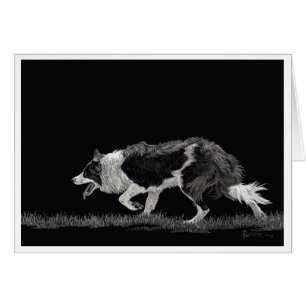 Tempérer la frontière Collie