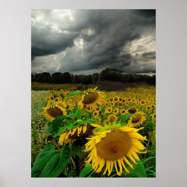 Tempête d'août, affiche (Devant)