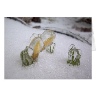 Tempête de pluie verglaçante 2003