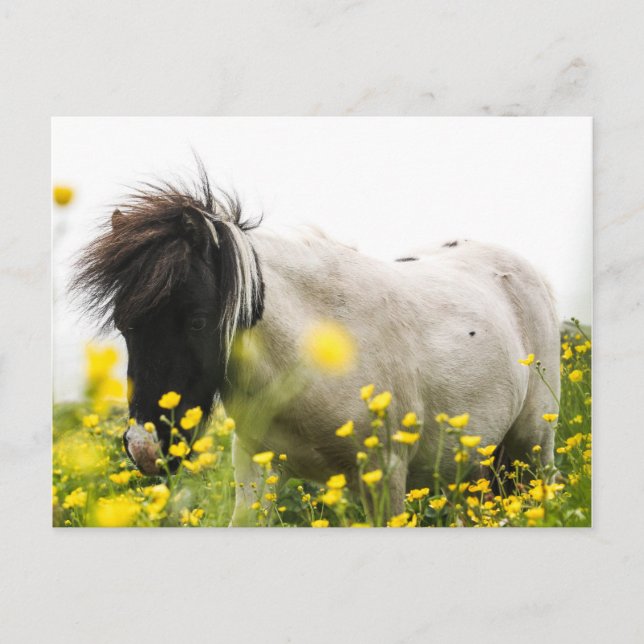 Tempête sur une carte postale (Devant)