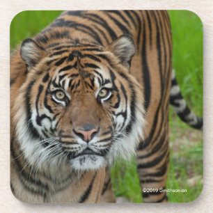 template coaster