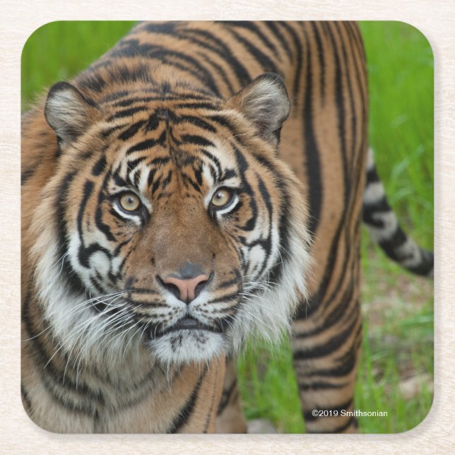 template square paper coaster (Front)