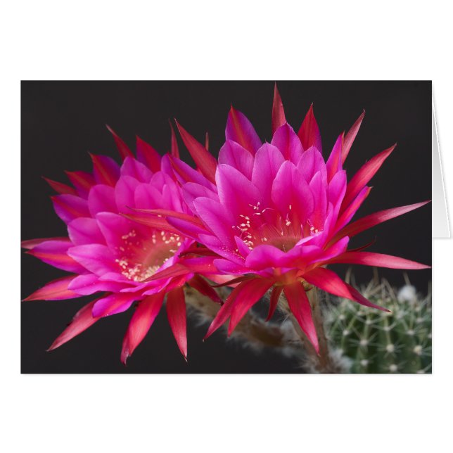 Temps d'antimatière deux (Devant horizontal)