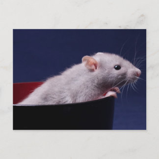 Tempy Bowl Postcard