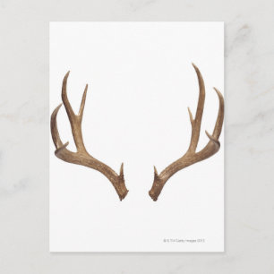 Ten Point Deer Postcard
