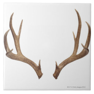 Ten Point Deer Tile