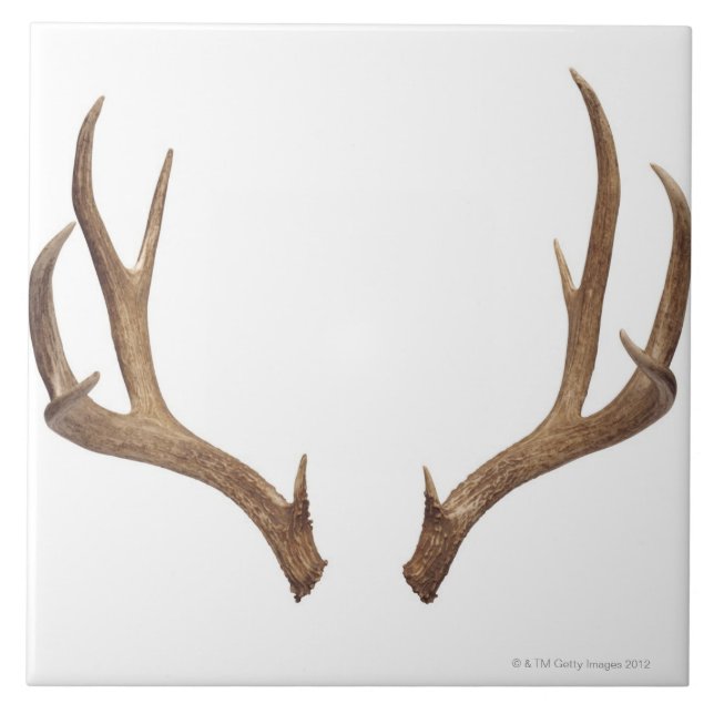 Ten Point Deer Tile (Front)
