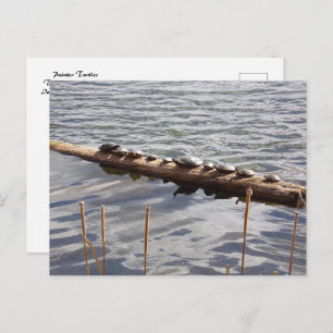 Ten Turtles Sunning on Log Postcard