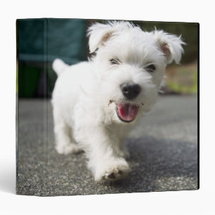 Ten week old female west highland terrier binder