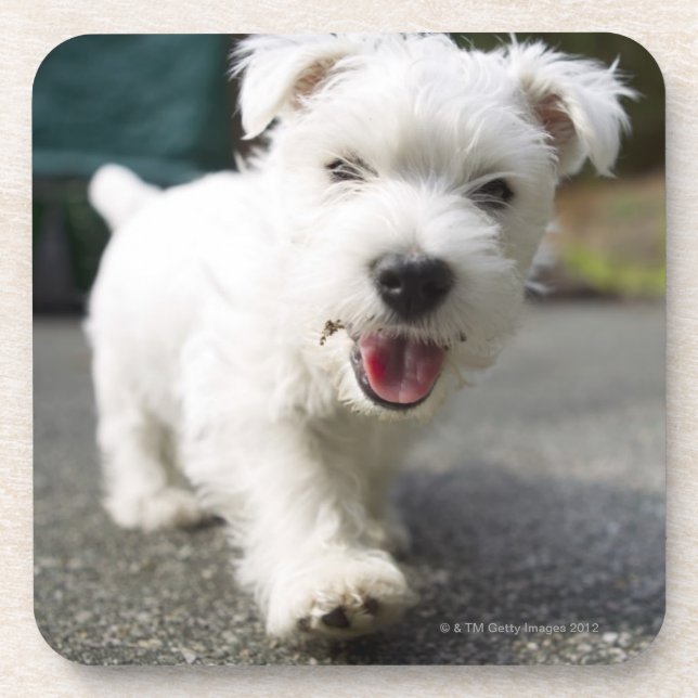 Ten week old female west highland terrier coaster (Front)