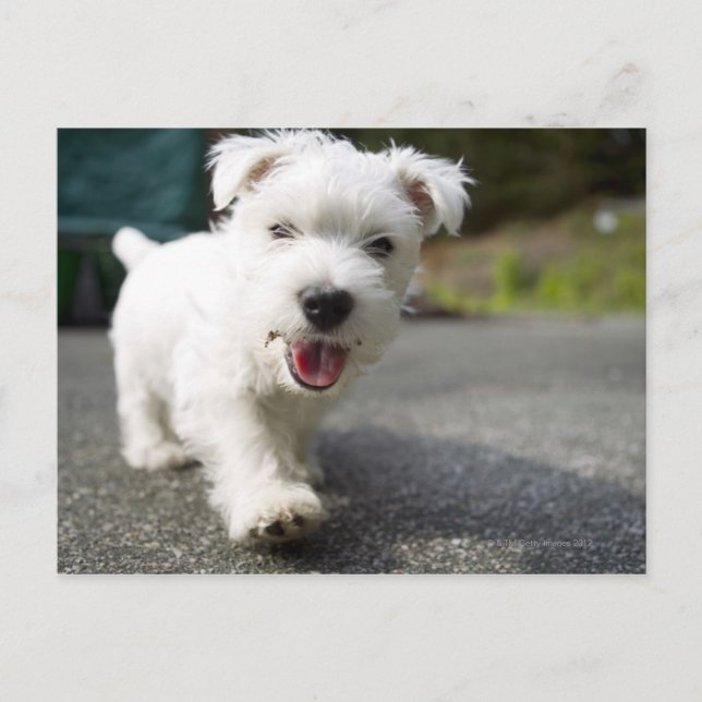 Ten week old female west highland terrier postcard (Front)