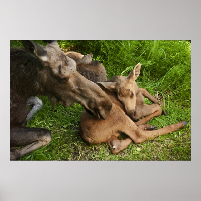 Tender Mother Moose Poster (Front)