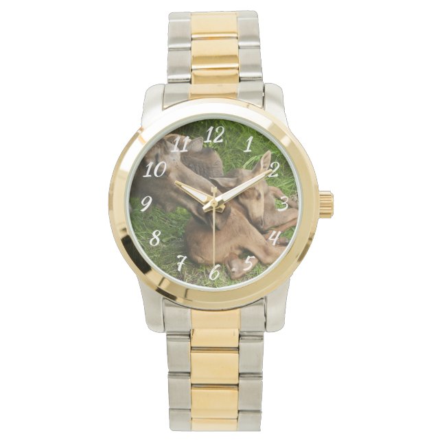Tender Mother Moose Watch (Front)