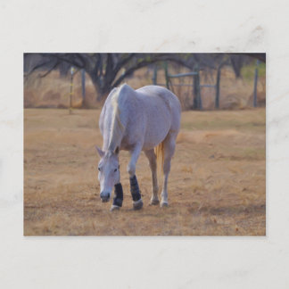 Tender Tootsies Postcard