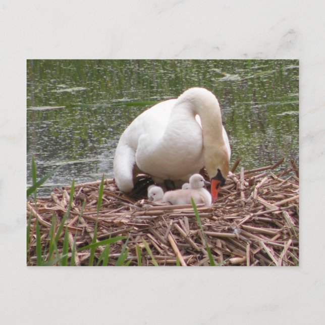 Tendre à la carte postale pour bébés (Devant)