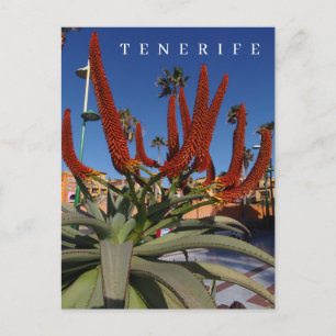 Tenerife Aloe Vera fleurs vue carte postale
