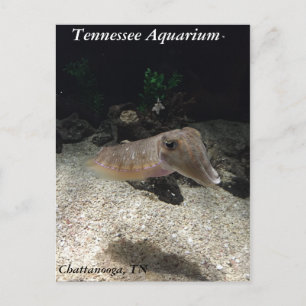 Tennessee Aquarium Cuttlefish Postcard