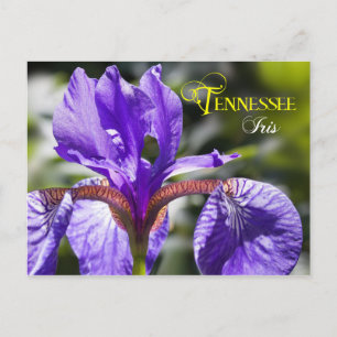 Tennessee State Flower: Iris Postcard
