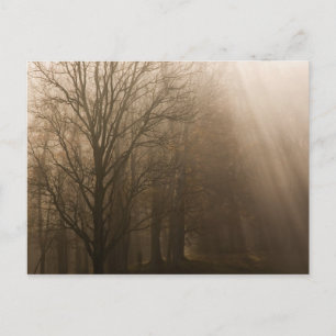 Tennessee Trees in Fog Great Smoky Mountain Postcard