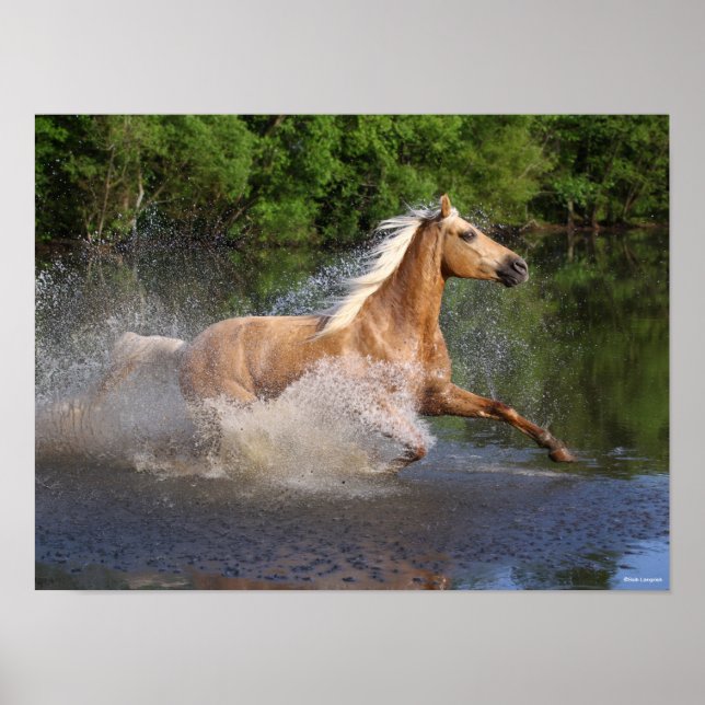 Tennessee Walker Running Through Water Poster (Front)