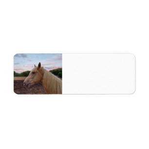 Tennessee Walking Horse