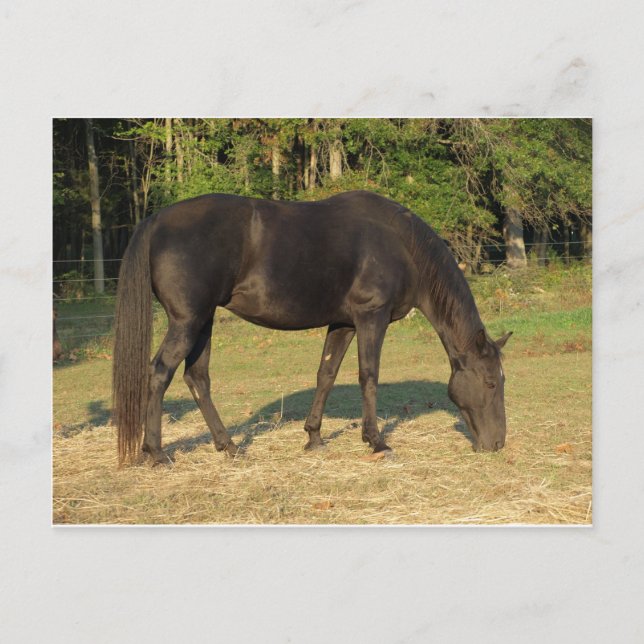 Tennessee Walking Horse Postcard (Front)
