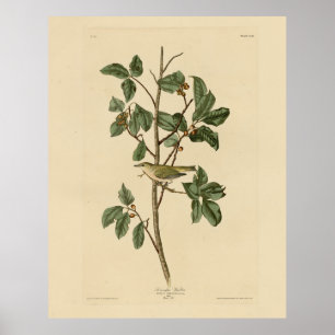 Tennessee Warbler, from Audubon's Birds of America Poster