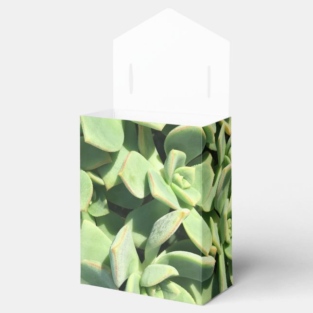 Tent Style Favour Box - Green Succulents (Opened)