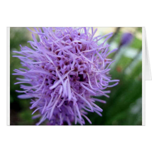 Tentacle Spider Violet Flower (Front Horizontal)