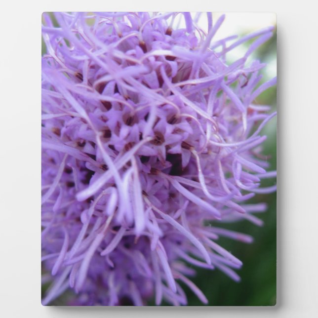 Tentacle Spider Violet Flower Plaque (Front)