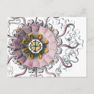 Tentacled Creature Postcard