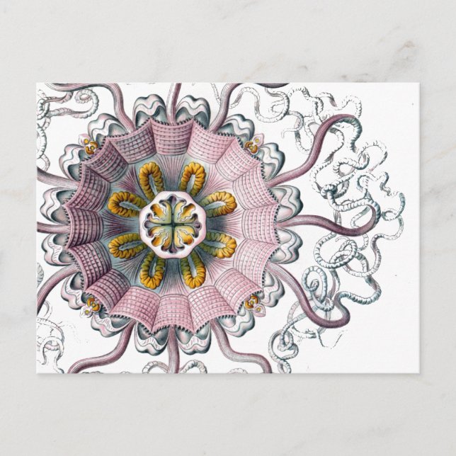 Tentacled Creature Postcard (Front)