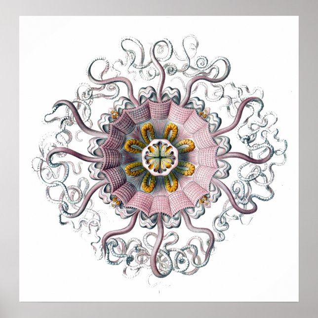 Tentacled Creature Poster (Front)