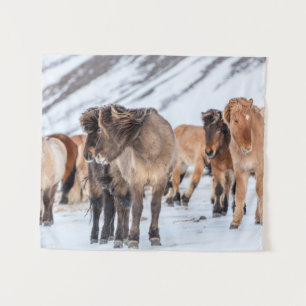 Tenture Chevaux islandais dans les pâturages d'hiver près