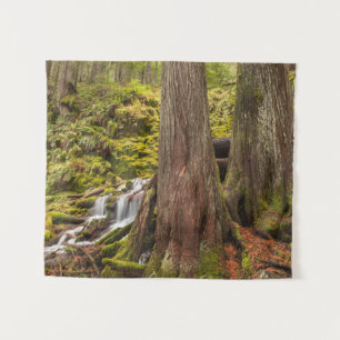 Tenture Chutes de White Branch, Cascades de l'Oregon, Oreg