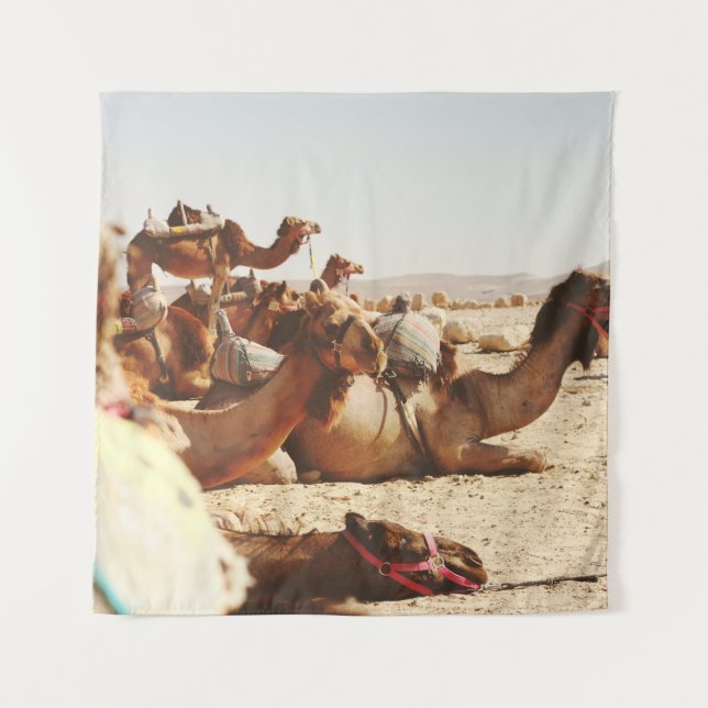 TENTURE CINQ CAMELS SUR LE TERRAIN (Devant)