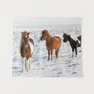 Tenture Icelandic Horse with Typical Winter Coat