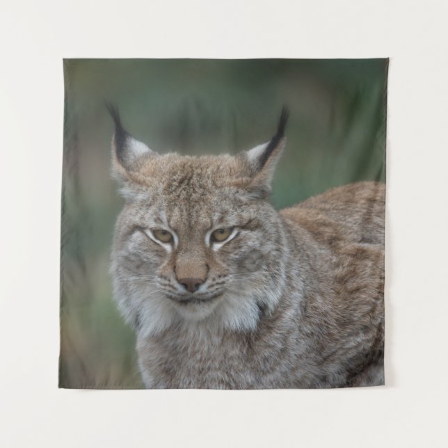 Tenture Lynx Vous Regarde (Devant)