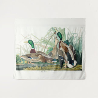 Tenture Mallard Duck, 1834, From the Birds of America