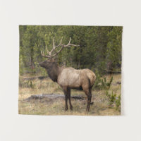 Parc national Bull Elk Yellowstone, Wyoming