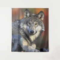 Portrait de loup étonnant