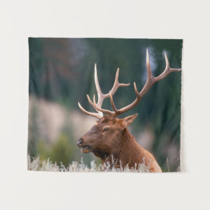 Tenture Rocky Mountain Elk Parc national de Yellowstone