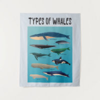 Types De Baleines Variété Mammifère Océanique