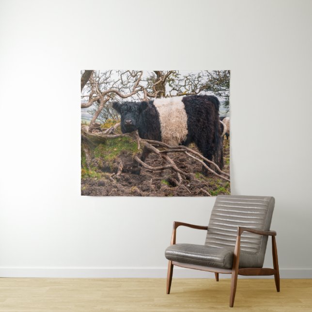 Tenture Vache galloway ceinturée debout par arbre tombé (En situation (horizontale))