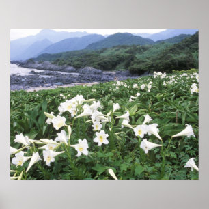Teppo Yuri (Lily), Yakushima, Kagoshima, Japan Poster