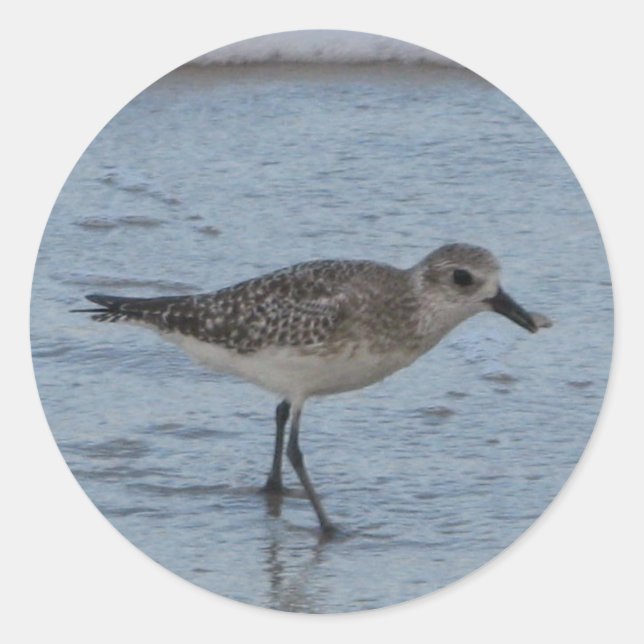 Tern Bird on the Beach Sticker (Front)