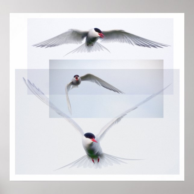 Tern Collection Poster (Front)